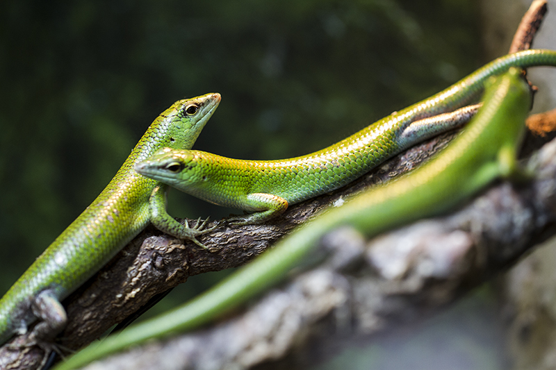 Emerald Lizard