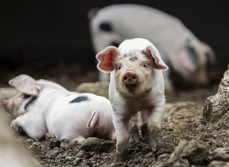 Piglet